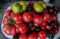 Tomatenpflanzen viele Sorten in Rot -Schwarz-Grün und Gelb 1,50€ Niedersachsen - Langlingen Vorschau
