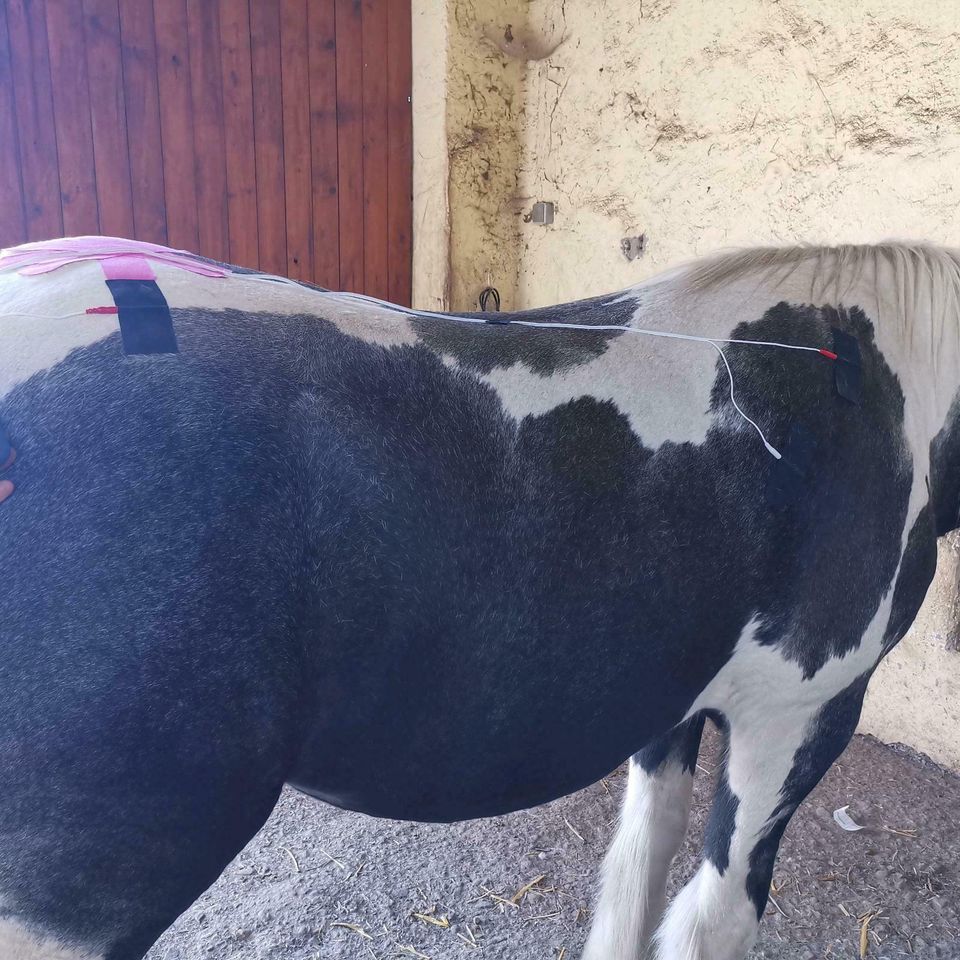 Turnier Saison beendet? Oder Ihr Freizeit-Pferd lahmt? in Weißensee