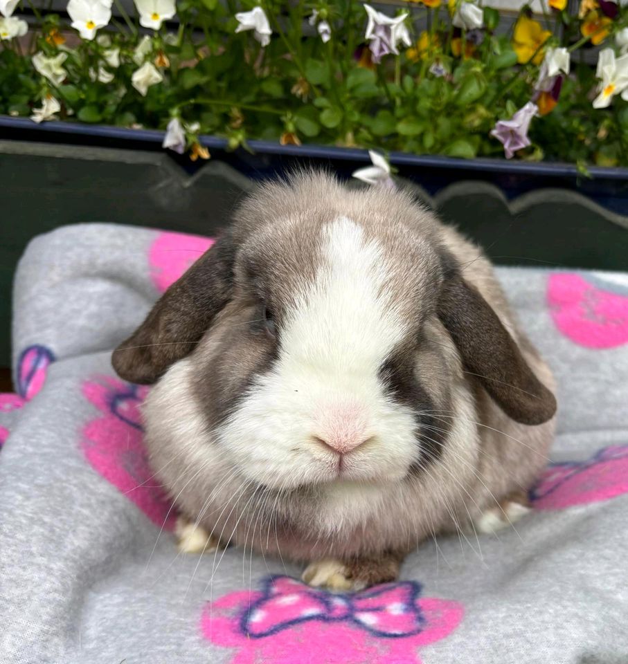 Minilop / Mini Lop Kaninchen Häsin 2 Jahre alt frisch geeimpft in Baunatal