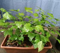 Hibiskus ca. 27 Stück Terasse Garten Balkon Dortmund - Schüren Vorschau