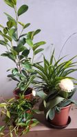 Zimmerpflanzen -  verschiedene Pflanzen ab 7 € Sachsen - Hainichen Vorschau