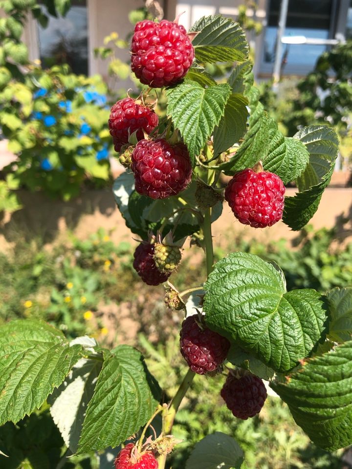 Himbeeren Himbeere Pflanze Pflanzen aus eigener Anbau in Reinheim