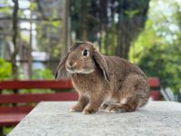 Kaninchen Zwergwidder Rammler kastriert Wuppertal - Ronsdorf Vorschau