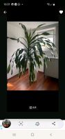 Riesen Zimmerpflanze(Yocca Palmen) VB? Hessen - Limburg Vorschau
