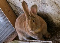 Kaninchen Weibchen Niedersachsen - Bad Zwischenahn Vorschau