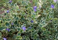 NEUE Immergrün - Vinca minor 'Variegata' Jungpflanze Thüringen - Unterwellenborn Vorschau