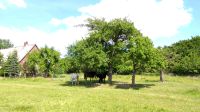 Sommerweide, Pferdestellplatz, Weideplatz Herzogtum Lauenburg - Lankau Vorschau