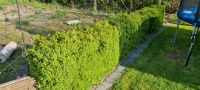 Buchsbaumhecke Niedersachsen - Wrestedt Vorschau