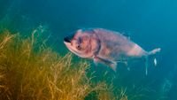 Silberkarpfen/Marmorkarpfen als Algenfresser für Koi & Fischteich Nordrhein-Westfalen - Willich Vorschau