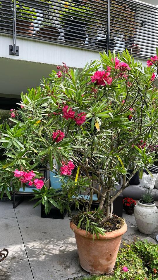 3 große Oleander XXL in winterfesten Töpfen in München