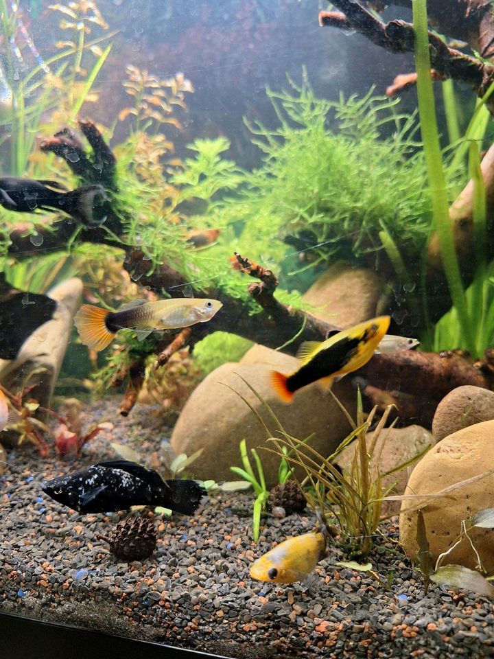 Aquarium Platys Mollys Guppys in Essen