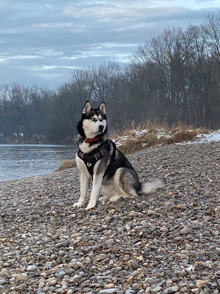 Husky sucht Zuhause für immer! in Augsburg