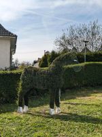 Drahtpferd bewachsen Baden-Württemberg - Grenzach-Wyhlen Vorschau