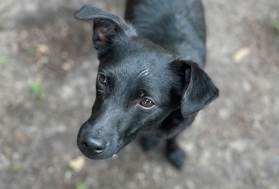 Pako - freundlicher Familienhund in Rahden