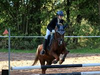 Turnierpony/Kinderpony/Verlasspony Saarland - Überherrn Vorschau