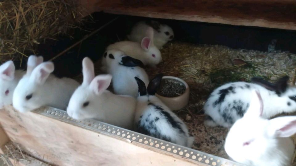 Kaninchen, große Stallkaninchen-Mix in Dülmen