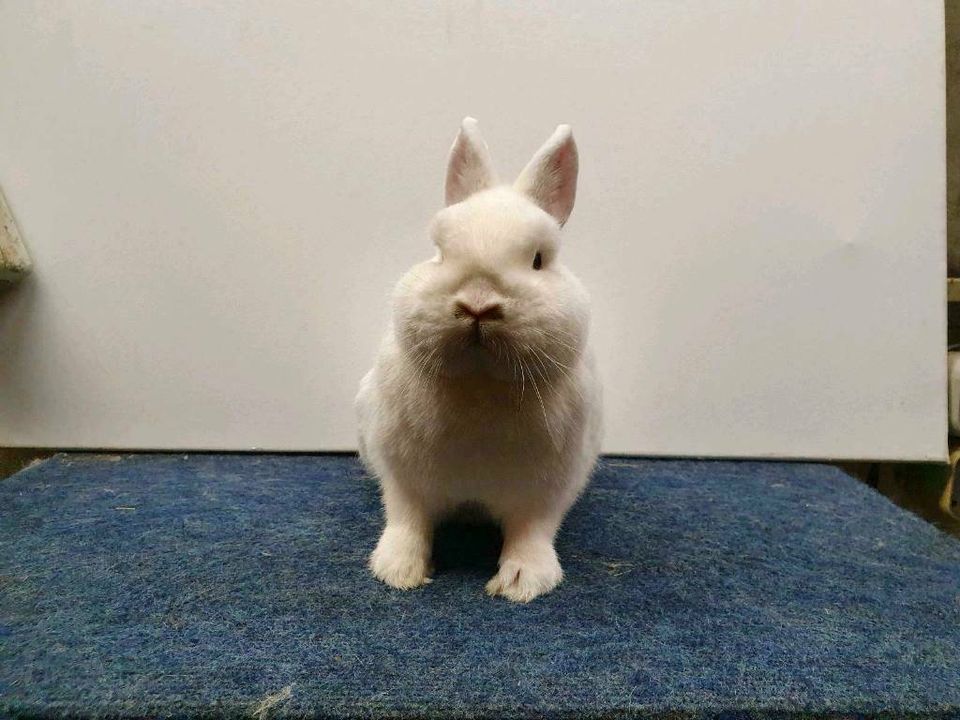 Zwergkaninchen Kaninchen Hase Hermelin Blauauge tätowiert RHD 1+2 in Meppen