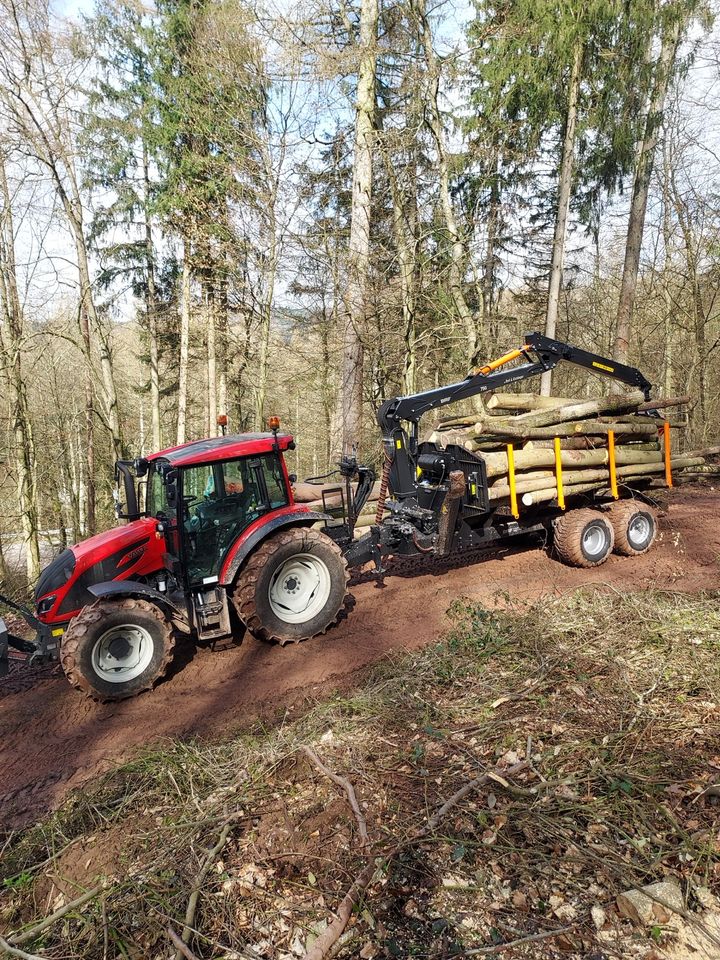 Stammholztransport Transport von Brennholz kaminholz Buche Eiche in Mettlach