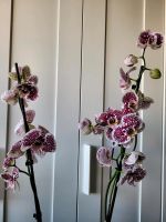 Phalaenopsis-Orchidee Berlin - Marzahn Vorschau