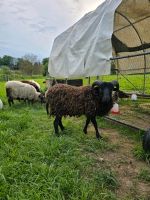 Ouessantböcken , schwarz, 12 Monate alt Nordrhein-Westfalen - Lindlar Vorschau