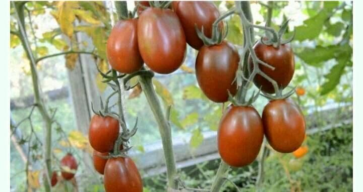 Tomaten Jüngpflanzen Setzlinge Ableger  BIO in Filderstadt