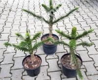 Chilenische Schmucktanne Araucaria Andentanne Affenbaum 40-50 cm Baden-Württemberg - Weil im Schönbuch Vorschau