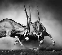Kämpfende Antilopen XXL Leinwandbild 120 x 80 cm Nordrhein-Westfalen - Lemgo Vorschau