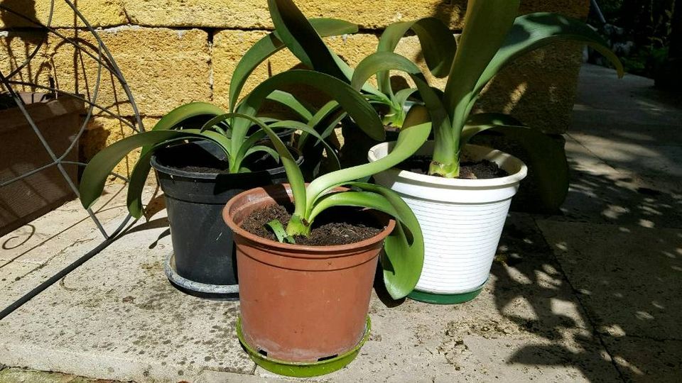 Haemanthus albiflos Blutblumen Amaryllisgewächse Pflanze Ableger in Schelklingen