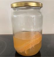 Jun Kombucha Ableger, Scoby *ständig frisch* Sachsen-Anhalt - Dessau-Roßlau Vorschau