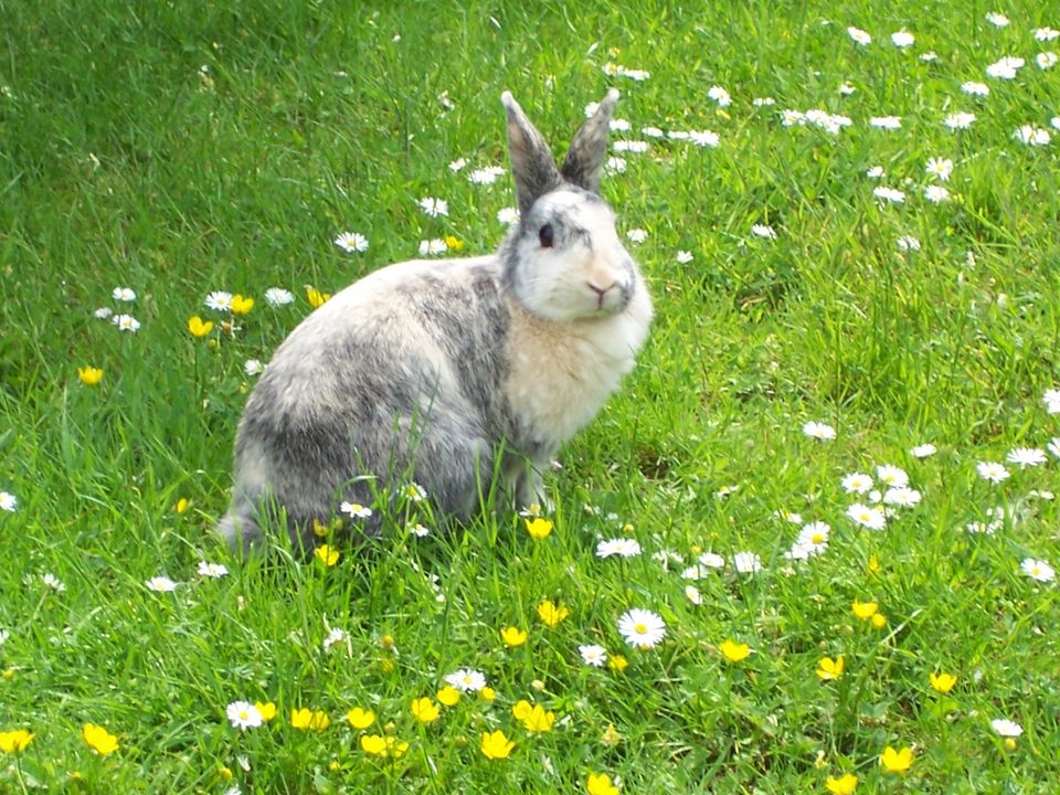 TFA und Biologin bietet Kleintierbetreuung, Katzenbetreuung in Köln