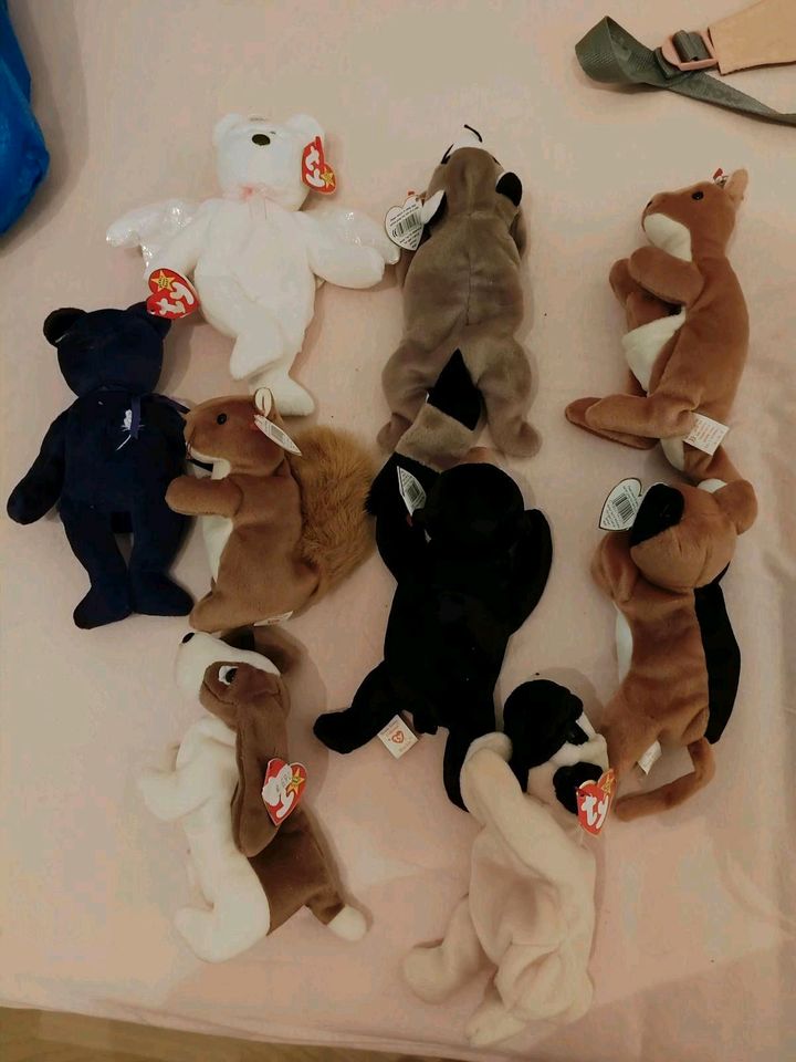 9 ty Beanie Babys Babies Baby (Hund, Eichhörnchen, Bär, Katze) in Kassel