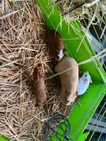 Meerschweinchen Babys …… Sachsen-Anhalt - Zeitz Vorschau