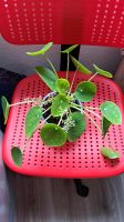 Pilea. Ca 30cm . Berlin - Schöneberg Vorschau