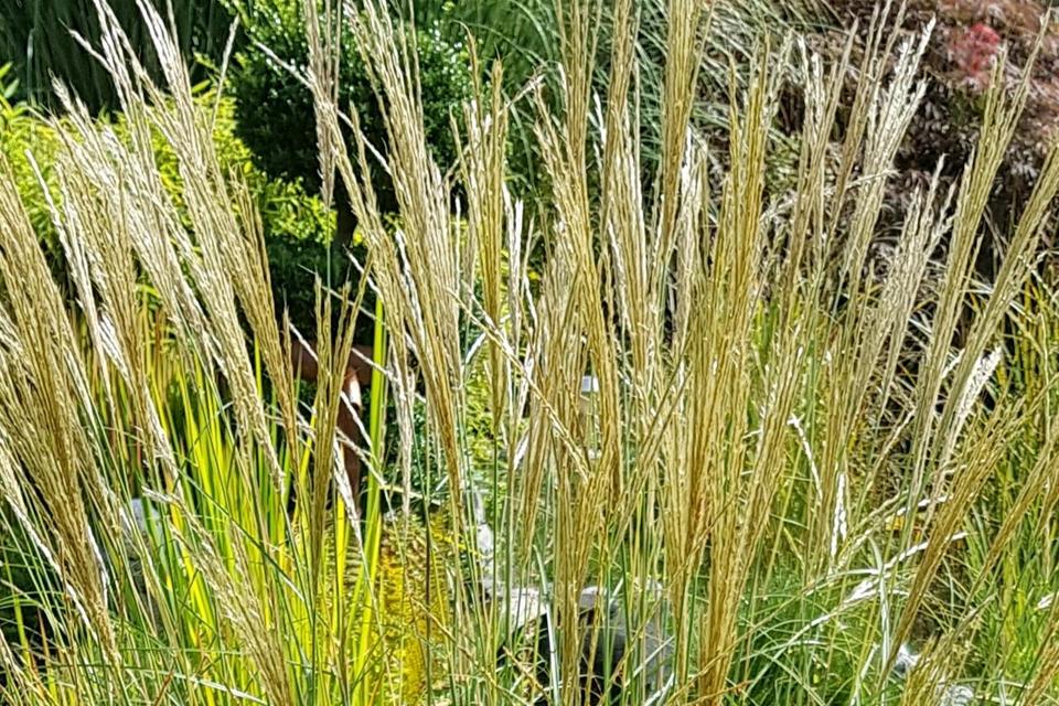 Pflegeleichtes Ziergras* Schwingelgras *Baumschule*Solitär*Gras* in Lemgo