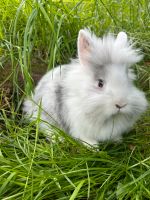 Löwenköpfchen Rhönfarbig Weibchen Hase Kaninchen Wuppertal - Cronenberg Vorschau