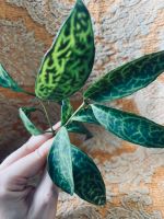 Schamblume Aeschynanthus longicaulis marmoratus Ableger 2 für 5 € Berlin - Friedrichsfelde Vorschau