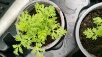 Einjährige Beifuß Artemisia annua BIO saatgut Bayern - Wallersdorf Vorschau