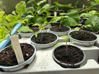Tomate Reisetomate Jungpflanzen historische Sorte Nordrhein-Westfalen - Alpen Vorschau