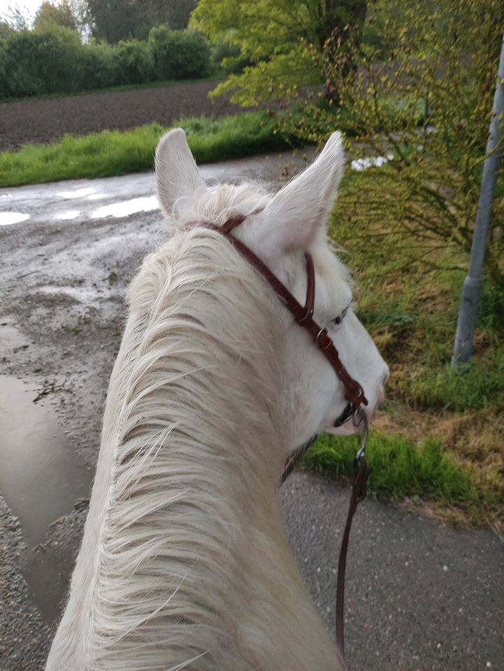 Reitbeteiligung in Philippsburg