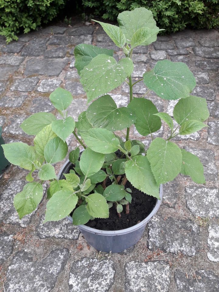 * Schneeballhortensie „Annabelle“, Blüte weiß, Strauch in Birkenwerder