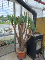 Riesige Aloe plicatilis 162 cm 14 Köpfe Nordrhein-Westfalen - Detmold Vorschau