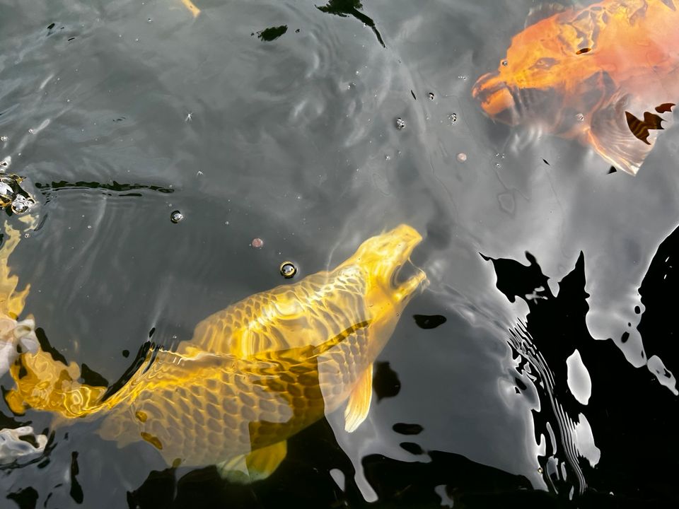 Japan Koi Teichauflösung Teich Fische Besatz in Rheurdt