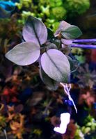 New ⭐❤  Broad White ❤⭐ Anubias Aquarium Bucephalandra Garnelen Freiburg im Breisgau - March Vorschau