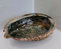 Paua Muschel (Regenbogen Abalone) Rheinland-Pfalz - Kirn Vorschau