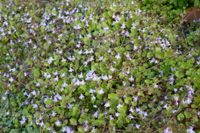 Mauer Zimbelkraut, Mauerblümchen Cymbalaria muralis Nordrhein-Westfalen - Oelde Vorschau