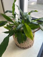 Verschiedene Arten von Zimmer pflanzen zu verkaufen Nordrhein-Westfalen - Troisdorf Vorschau