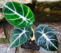 Alocasia Black Velvet - Y38 Hessen - Obertshausen Vorschau