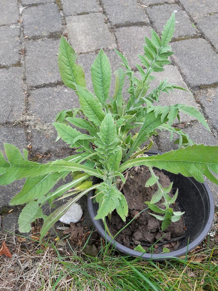 Witwenblume Staude Blume Pflanze Ableger in Salzkotten