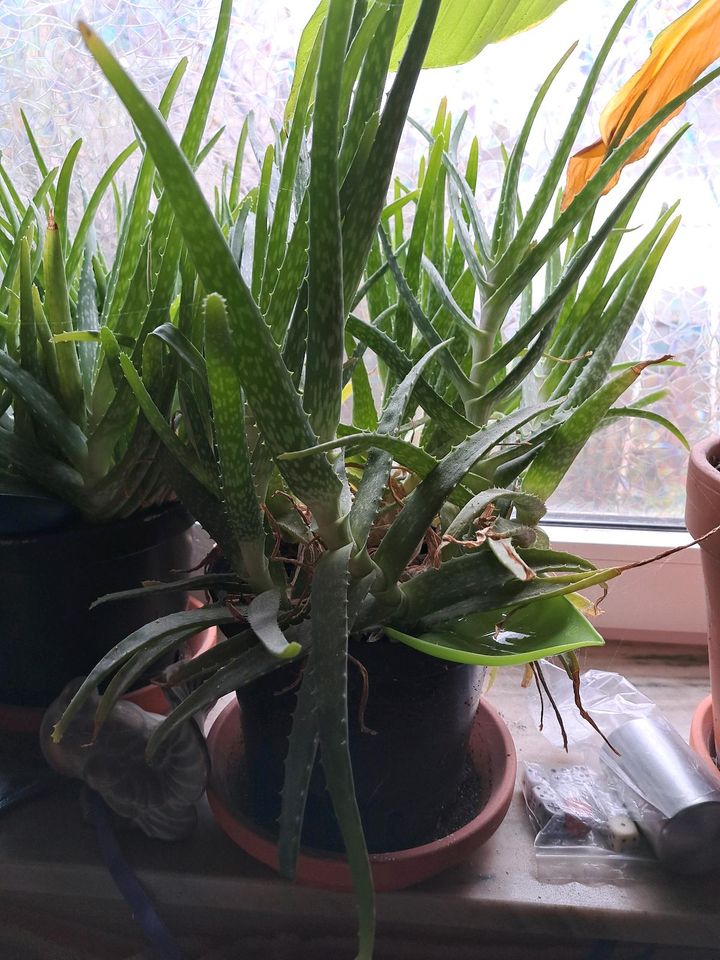 Mehrere Aloe Vera Heilpflanze Barbadensis in Delmenhorst