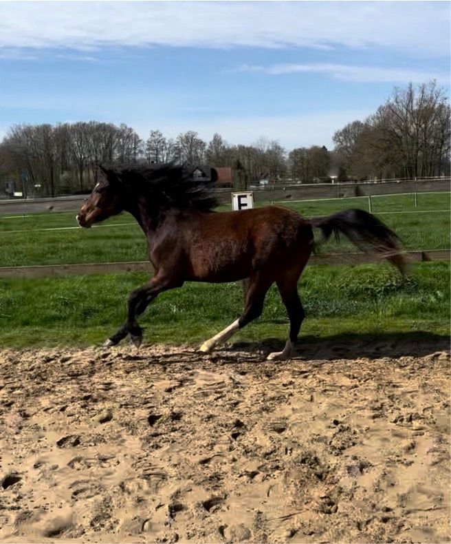 Deutsches Reitpony Stute in Rieste